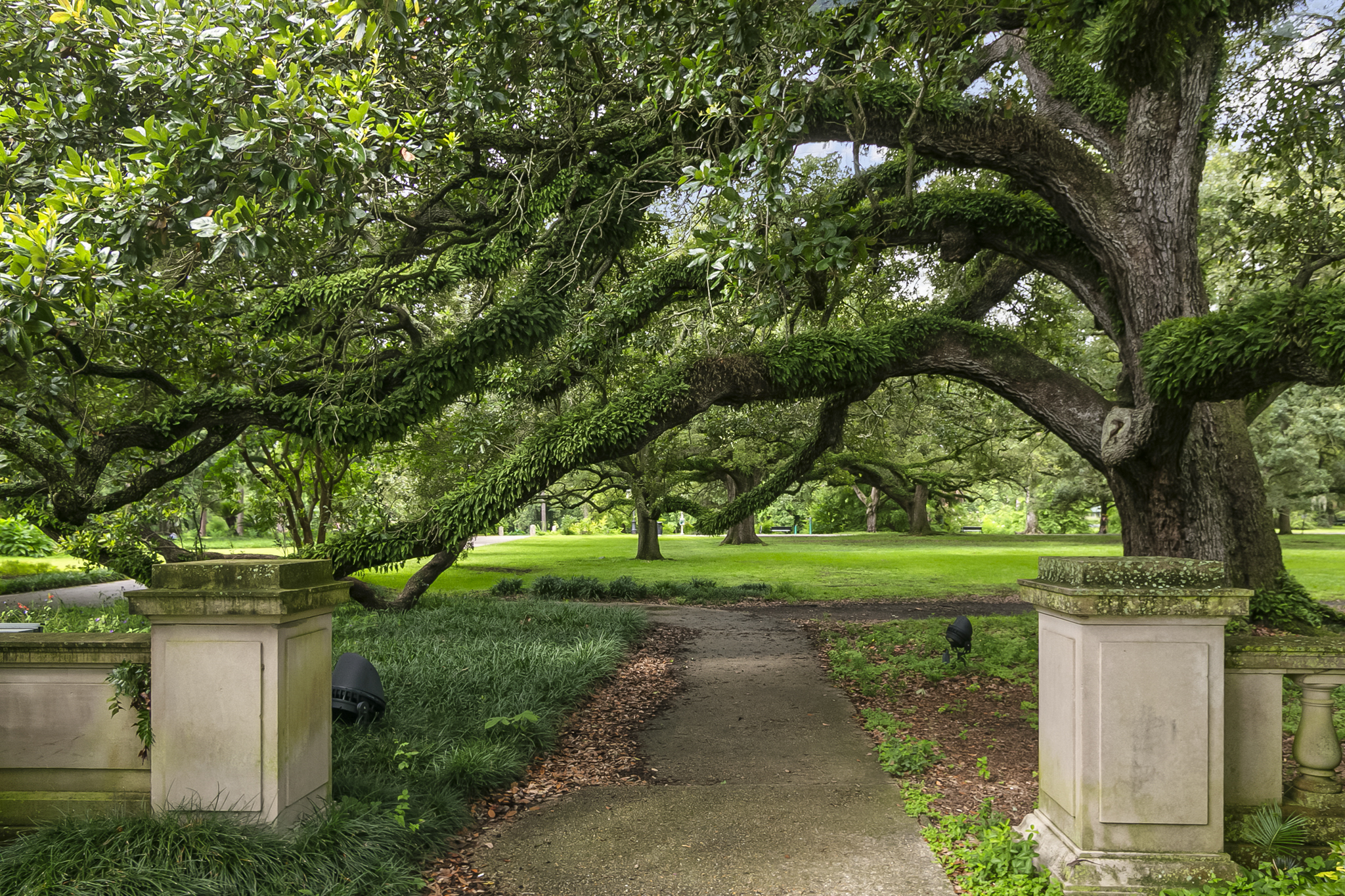 Live oak trees arching over a path in Audubon Park, Uptown New Orleans